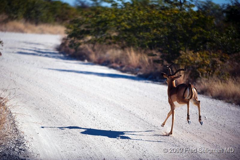 20090610_144604 D3 X1.jpg - Springbok (Gazelle)